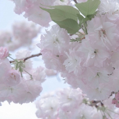 兽设表情绘制技巧福瑞群